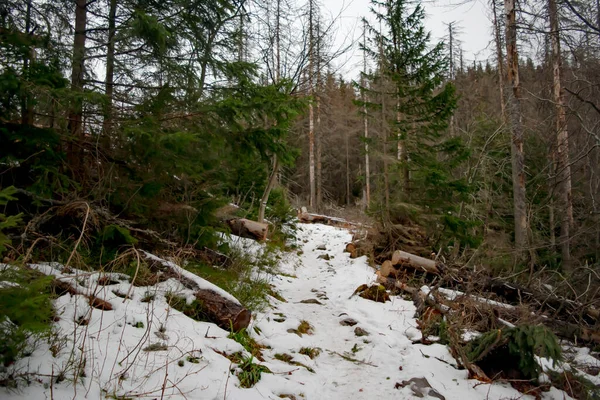 Winterwanderweg Der Tatra Winter Der Nähe Von — Stockfoto