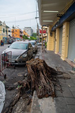 Bangkok, Tayland - 25 Ocak 2016: Bangkok sokaklarında kaldırımın ortasında ağaç kesildi
