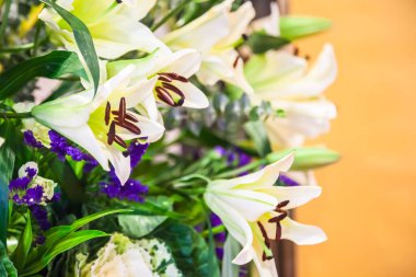 Panik içinde bir sürü beyaz zambak kapat