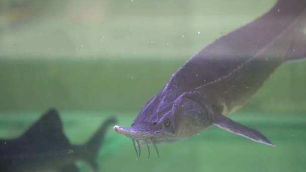 Steur in een aquarium — Stockvideo