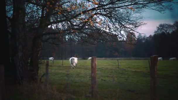 Cows on pasture under the evening sky — Stock Video