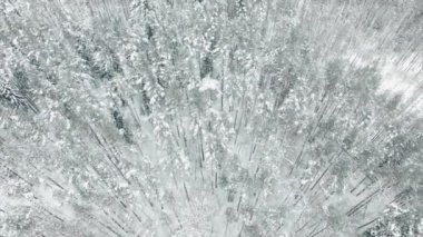 Hava üstgeçidi donmuş karlı çam ormanları