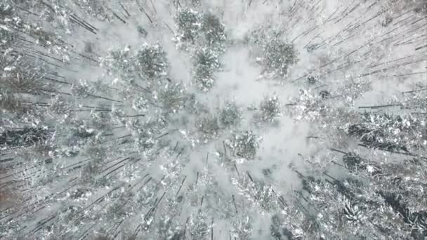 Aerial flyover frozen snowy spruce forest — Stock Video