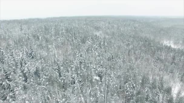 Aerial flyover frozen snowy spruce forest — Stock Video