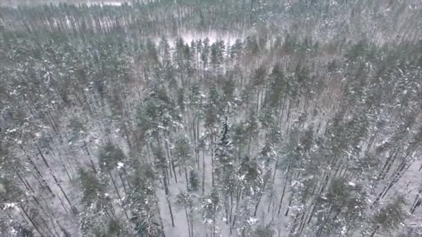 Survol aérien forêt gelée d'épinettes neigeuses — Video
