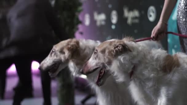 Porträtt av två greyhound — Stockvideo