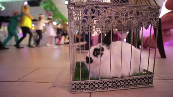 Lapin dans une cage en vacances — Video