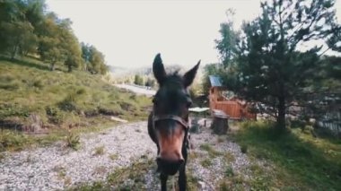 Midilli eşek dağlarda yakın çekim