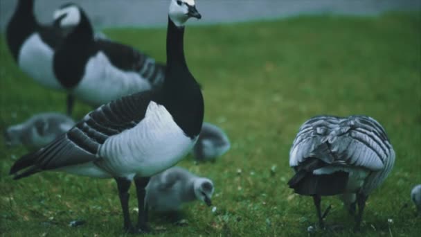 Canadian goose in the park — Stock Video