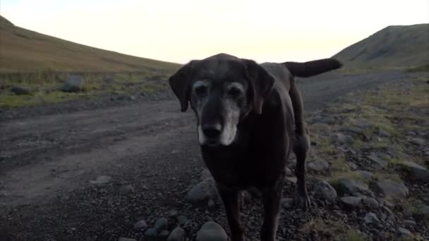 Dağlarda bir köpek — Stok video