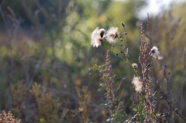 Batan güneşin ışığı, mis kokulu yasakları aydınlatır.