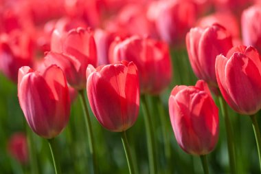 Ilık güneş ışınlarında açan kırmızı laleler.