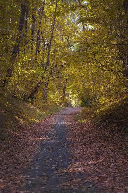 Parlak ağaçların arasında sonbahar ormanı yolu