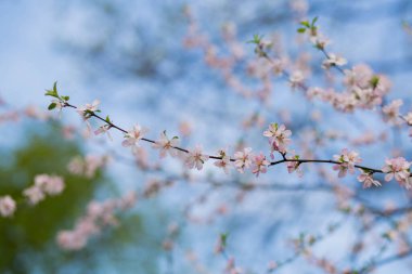 Bahar bahçesinde çiçek açan kiraz dalları