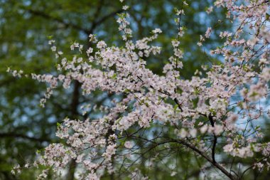 Bahar bahçesinde açan kiraz çalısı