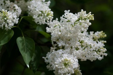 Bahar bahçesinde yoğun beyaz leylak yüzeyi