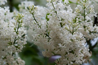 Bahar bahçesinde yoğun beyaz leylak yüzeyi