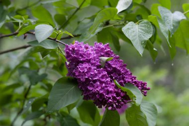 Yağmurdan sonra mor leylak rengi fırça