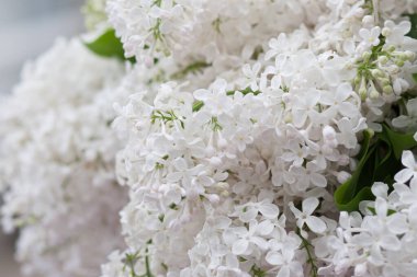 Sergide bir buket beyaz leylak var.