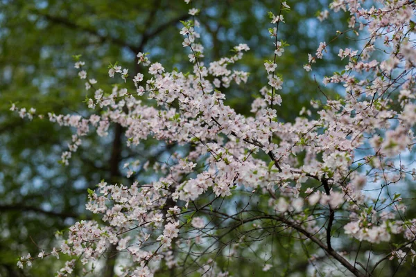 Bush Blooming Cherry Spring Garden — Stock Photo, Image