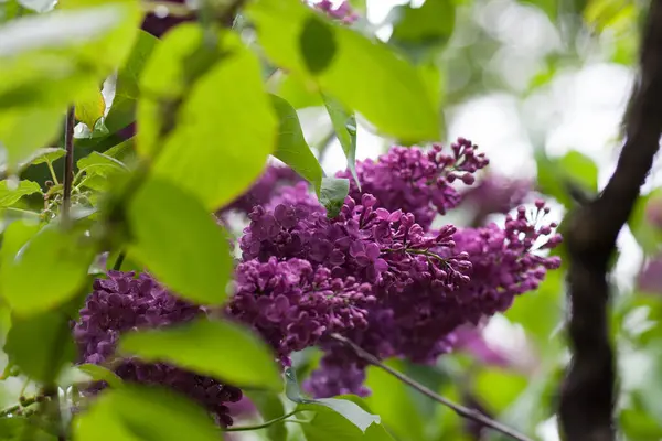 Кисть Фиолетового Сорта Сирени Весеннем Саду — стоковое фото