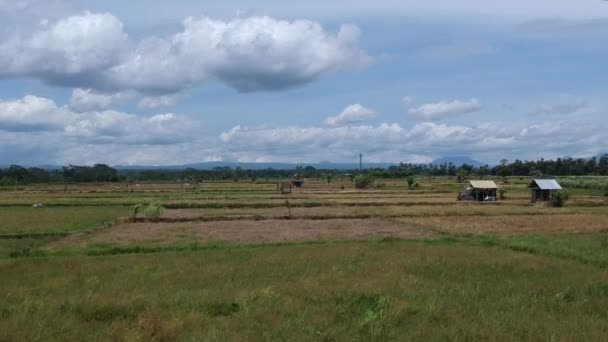 Dron startuje pionowo w górę z widokiem na pola ryżowe z domami rolników, góry są widoczne na horyzoncie w słonecznej pogodzie z białymi chmurami na niebieskim niebie w pobliżu Ubud — Wideo stockowe