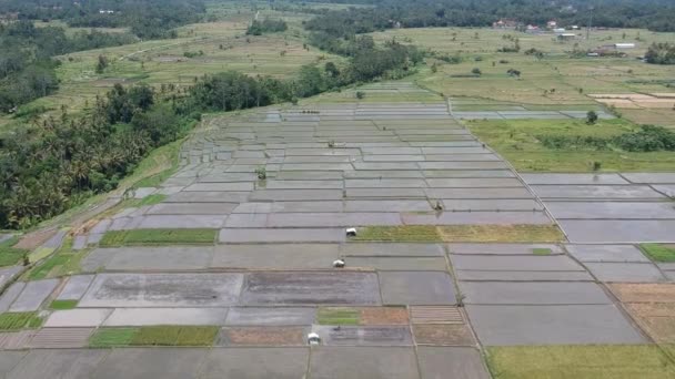 De drone vliegt in rechthoekige rijstvelden bij zonnig weer bij Ubud, alles is groen en palmbomen en weinig huizen zijn zichtbaar — Stockvideo