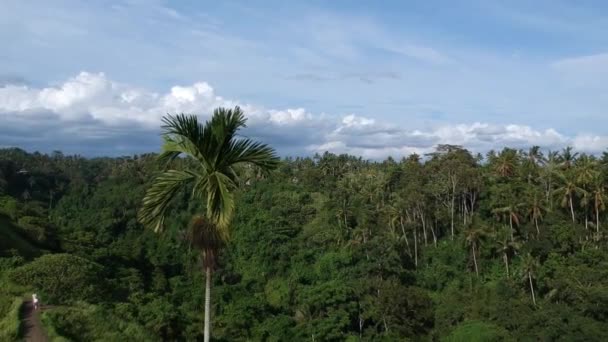 Um drone voa de uma palmeira em uma selva pitoresca com palmeiras e uma floresta, tudo em verde contra um céu azul com nuvens brancas na estrada Campuhan Ridge Walk em Ubud, Bali — Vídeo de Stock