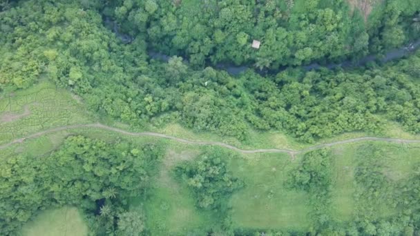 Το drone κατεβαίνει κάθετα κάτω στο δρόμο Campuhan Ridge Walk με φοίνικες και μια τροπική ζούγκλα, η κάμερα πυροβολεί καθαρά κάτω, ένας πεζόδρομος χωρίς ανθρώπους είναι ορατή — Αρχείο Βίντεο