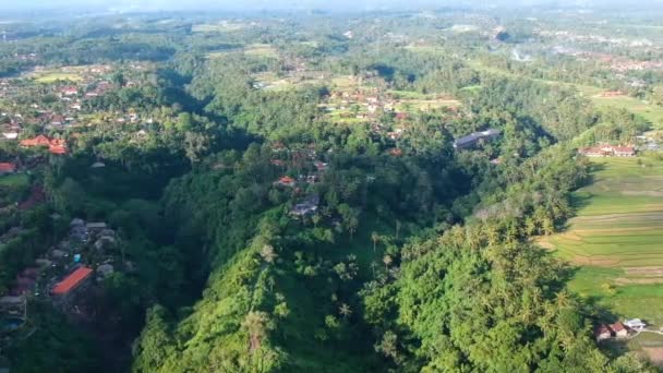 Die Drohne fliegt bei sonnigem Wetter die Campuhan Ridge Walk Road entlang, Palmendickicht, Flussdeltas und Häuser sind sichtbar, Ubud Bali — Stockvideo