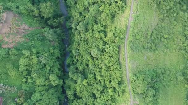 Το drone πετά κατά μήκος του δρόμου καλλιτεχνών και πυροβολεί κάθετα κάτω σε συννεφιασμένο καιρό, υπάρχουν ορατά πυκνά φοινικόδεντρα, ένα ποτάμι, και μικρές μορφές των ανθρώπων που περπατούν κατά μήκος του δρόμου — Αρχείο Βίντεο