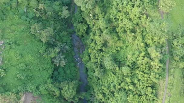 Il boom dei droni fino al fiume e scatta verticalmente verso il basso, le palme sono visibili, tutto nella giungla tropicale — Video Stock