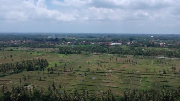 De drone vliegt parallel aan de grond, rijstvelden en palmbomen zijn zichtbaar bij zonnig weer met een blauwe lucht — Stockvideo