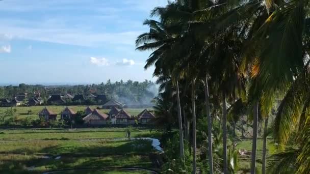 Drönaren lyfter upp längs palmerna och tolkar dem ner i soligt väder i Ubud i Bali, Indonesien, mot en bakgrund av blå himmel och hus med bruna tak — Stockvideo