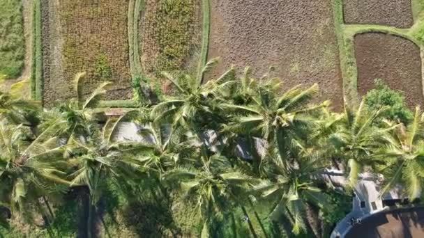 Dron schodzi nad palmami, zbliża się bardzo blisko w słoneczną pogodę w ubud na Bali w Indonezji, na tle pól ryżowych, strzelając pionowo w dół — Wideo stockowe