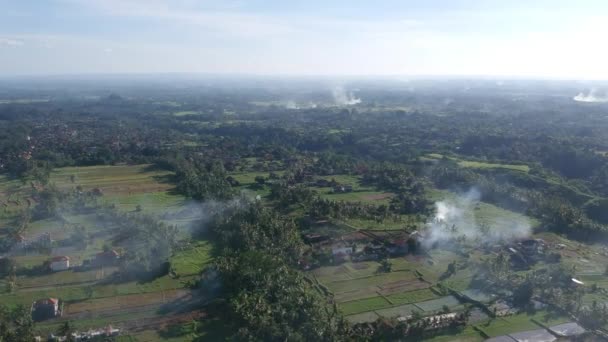 El dron vuela paralelo al suelo, campos de arroz y palmeras son visibles en tiempo soleado con un cielo azul humo visible de hogueras — Vídeo de stock