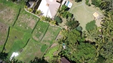 Kuadrokopter, Ubud Bali 'deki üç chi piramidinin üzerinde uçar. Ormandaki palmiye ağaçları ve piramitler açık güneşli havada mavi gökyüzüne ve pirinç tarlalarına karşı görünür.
