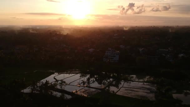 Ubud 'un merkezindeki otel birçok palmiye ağacının etrafındaki pitoresk bir ormanda yer alıyor. — Stok video