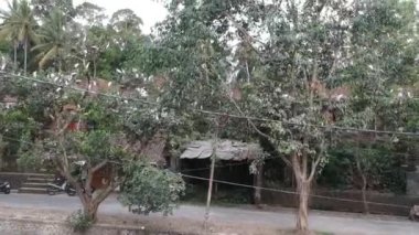 Petulu balıkçıl kuş kolonisi Ubud Bali yakınlarındaki gözetleme noktasında küçük turnalar büyük sayılarda ağaç dallarında otururlar.