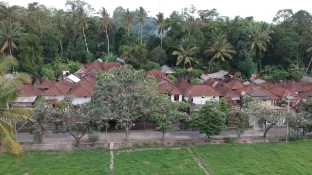 Rám na stromech, na kterých mnoho bílých jeřábů sedět na pozadí domů petulu volavka pták kolonie hlídka bod v blízkosti ubud bali — Stock video