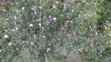 Ağaçların üzerinde uçan birçok beyaz turna ve petulu heron kuş kolonisinin yuvaları Ubud Bali yakınlarındaki gözetleme noktalarını görülebiliyor.