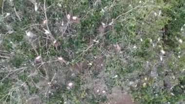 Birçok beyaz turnanın üzerinde oturduğu ağaçların üzerinden uçun ve petulu heron kuş kolonisinin yuvaları Ubud Bali yakınlarındaki gözetleme noktalarını gözle görünür hale getirin.