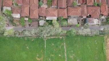 Ağaçlarda gezen bir scooterla köyden yola uçuyor. Ağaçlarda birçok beyaz turna kuşu var. Petulu balıkçıl kuş kolonisi gözlem noktası Ubud Bali yakınlarında.