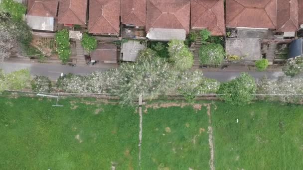 Atterraggio in un villaggio dove molte gru bianche zoom su un albero petulu heron bird colony watch point vicino ubud bali — Video Stock