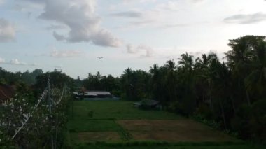 Ağaçlar boyunca uçan birçok beyaz turna kuşunun olduğu yerde petulu heron kuş kolonisi Ubud Bali yakınlarındaki gözlem noktasında.