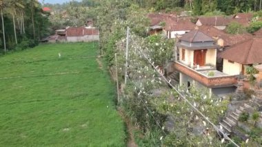 Balili evlerin arka planında birçok beyaz turnanın olduğu ağaçlar boyunca uçmak. Petulu heron kuş kolonisi Ubud Bali yakınlarındaki gözlem noktası.