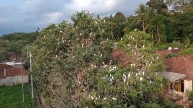 Birçok beyaz turna, Ubud Bali yakınlarında petulu heron kuş kolonisi gözlem noktası.