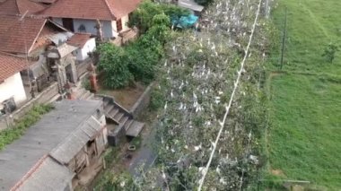 Beyaz turnalar ağaçlarda oturur. Petulu balıkçılları kuş kolonisi Ubud Bali yakınlarındaki gözetleme noktasında.