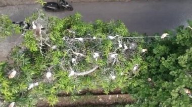Beyaz turnaların yuvalarına yakın çekim. Ağaçların üzerinde oturuyorlar. Petulu balıkçıl kuşu kolonisi Ubud Bali yakınlarındaki gözetleme noktasında.