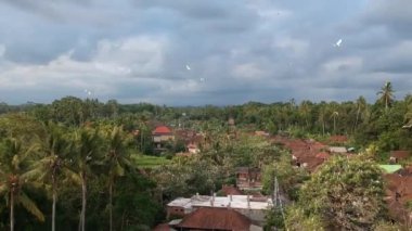 Ubud Bali yakınlarındaki uçan beyaz turnalar petulu heron kuş kolonisi gözlem noktasının yanından geçiyor.